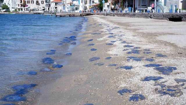 İzmir’in Foça ilçesinde yüzlerce