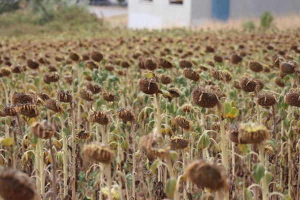 Olgay GÜLER/EDİRNE, (DHA)-TRAKYA Kalkınma