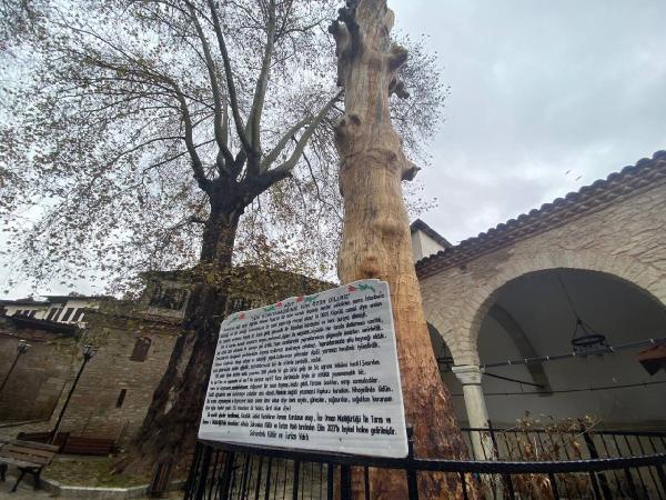 Murat ÖZELCİ/KARABÜK,(DHA)-KABABÜK’te kökünden kesilince