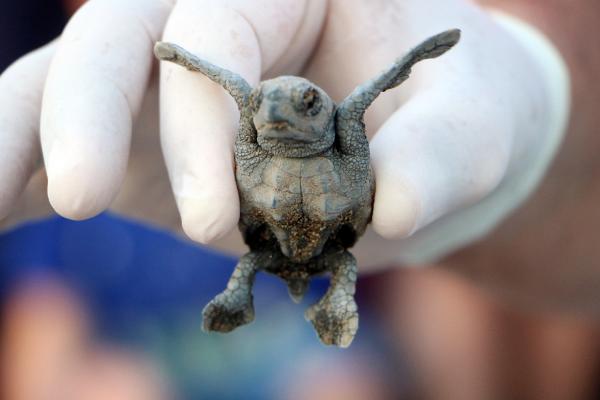 Mehmet ÇINAR/ANTALYA, (DHA)- CARETTA