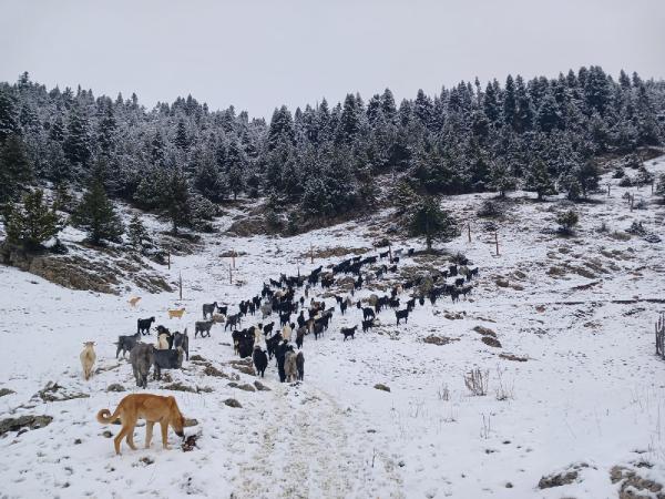 ADANA (DHA)- DOĞU Akdeniz kentlerinden