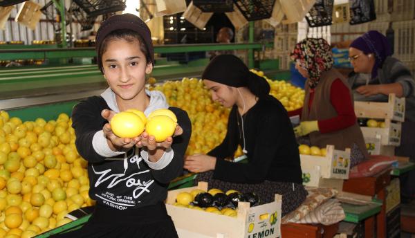 Mehmet DOĞANER/ERDEMLİ(Mersin),(DHA)- TÜRKİYE’nin limon