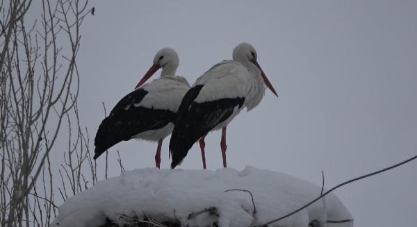 Yaşar KAPLAN/ YÜKSEKOVA, (Hakkari),