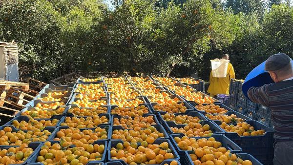 Fırat AKAY/BODRUM(Muğla),(DHA)- MUĞLA’nın dünyaca ünlü