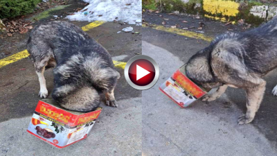 Bolu Dağı’nda Yiyecek Arayan Köpeğin Kafası Tenekeye Sıkıştı!