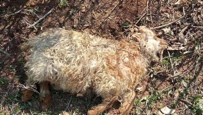 Hakkari'nin merkezine 7 kilometre