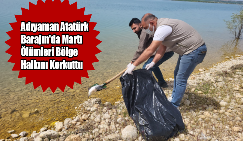 Adıyaman Atatürk Barajın’da Ki Martı Ölümleri Bölge Halkını Korkuttu