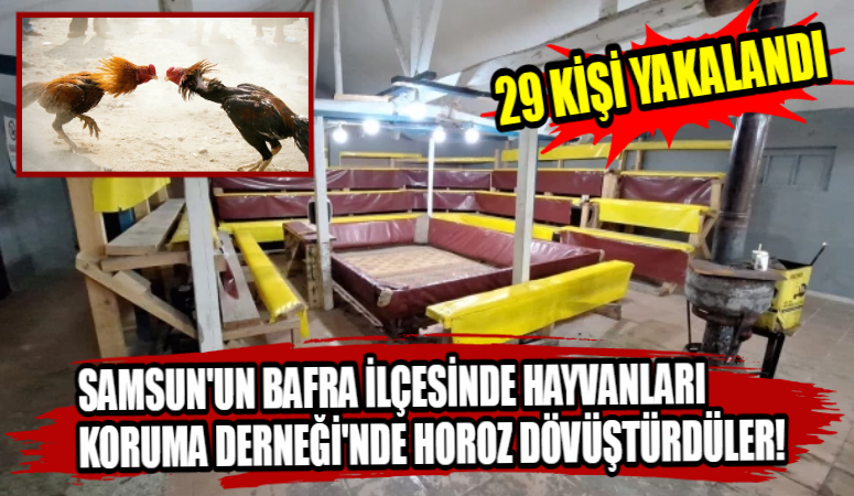 Samsun'un Bafra ilçesinde Hayvanları