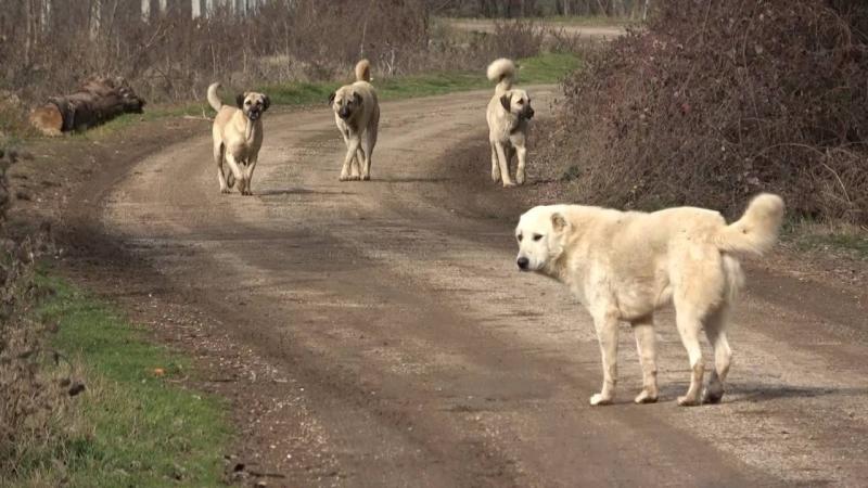 Sahipsiz hayvanlara yönelik düzenlemeler