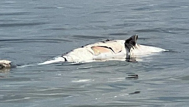 Yalova’nın Çiftlikköy ilçesindeki sahilde